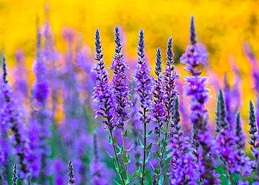 使命召唤与辐射联动内容地下室逃亡者现已上线